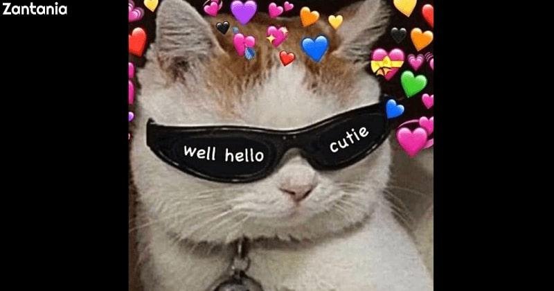 cat meme