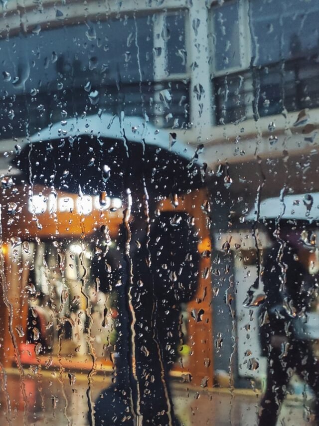 people holding umbrella