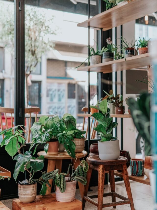 green potted plants on brown wooden seat